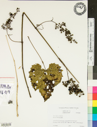 Vitis vulpina image