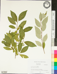 Elaeagnus multiflora image