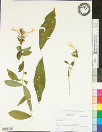 Phlox paniculata image