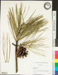 Pinus rigida image
