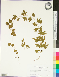 Lygodium palmatum image