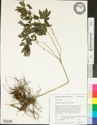 Caulophyllum thalictroides image