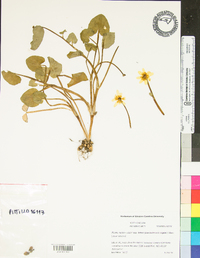 Ficaria verna subsp. fertilis image