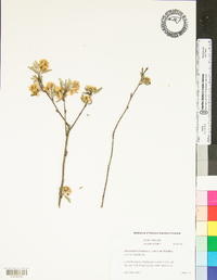 Amelanchier canadensis image