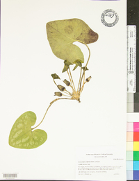 Hexastylis arifolia image