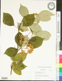 Swida alternifolia image