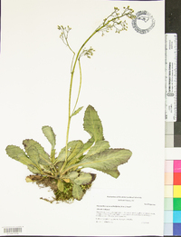 Micranthes micranthidifolia image