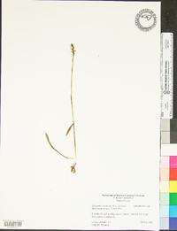 Spiranthes cernua image