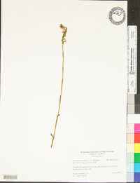 Spiranthes cernua image