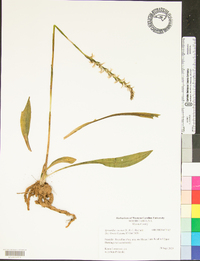 Spiranthes cernua image