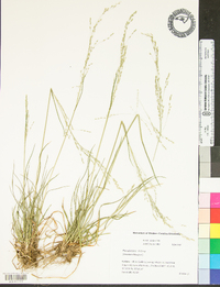 Poa alsodes image