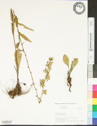 Solidago roanensis image