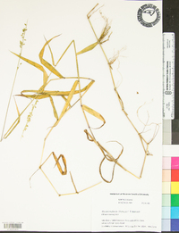 Glyceria melicaria image