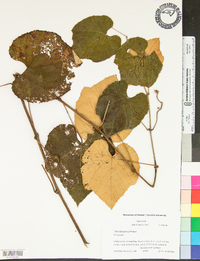 Vitis labrusca image