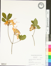 Rhododendron calendulaceum image