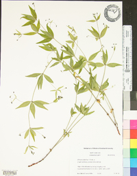 Galium latifolium image