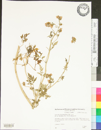 Phacelia bipinnatifida image