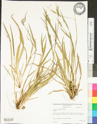 Carex striatula image