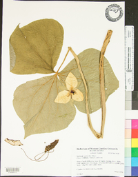 Trillium vaseyi image