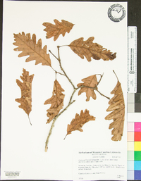 Quercus × saulii image
