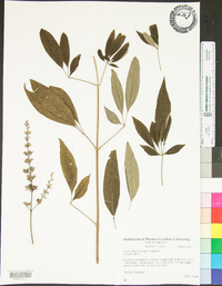 Vitex agnus-castus image