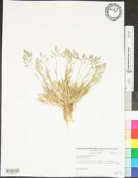 Poa arachnifera image