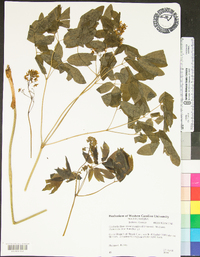 Caulophyllum thalictroides image