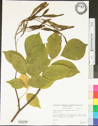 Cladrastis kentukea image