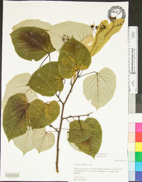 Tilia heterophylla image