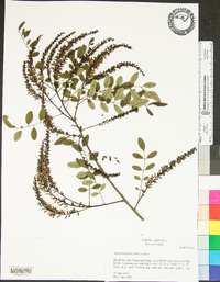 Amorpha glabra image