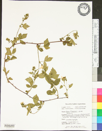 Rubus flagellaris image