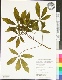 Aesculus flava image