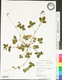 Potentilla indica image