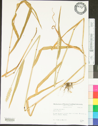 Triticum aestivum image