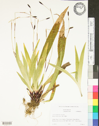 Carex plantaginea image