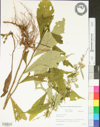 Solidago flaccidifolia image