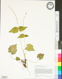 Mitella diphylla image