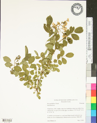 Rosa multiflora image