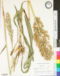 Sorghum bicolor image