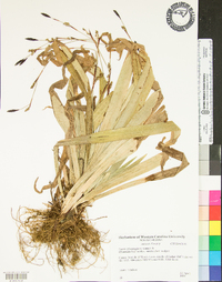 Carex plantaginea image