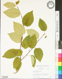 Amelanchier laevis image