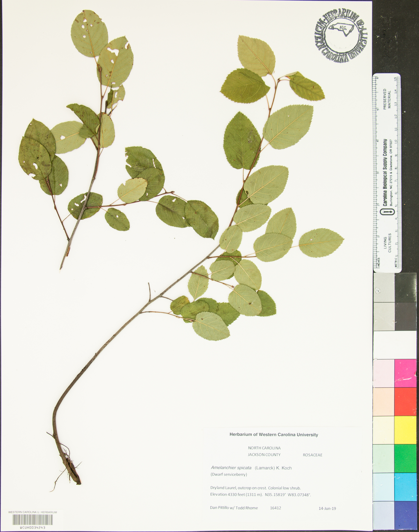 Amelanchier spicata image