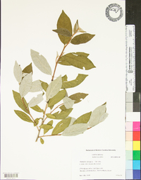 Elaeagnus pungens image