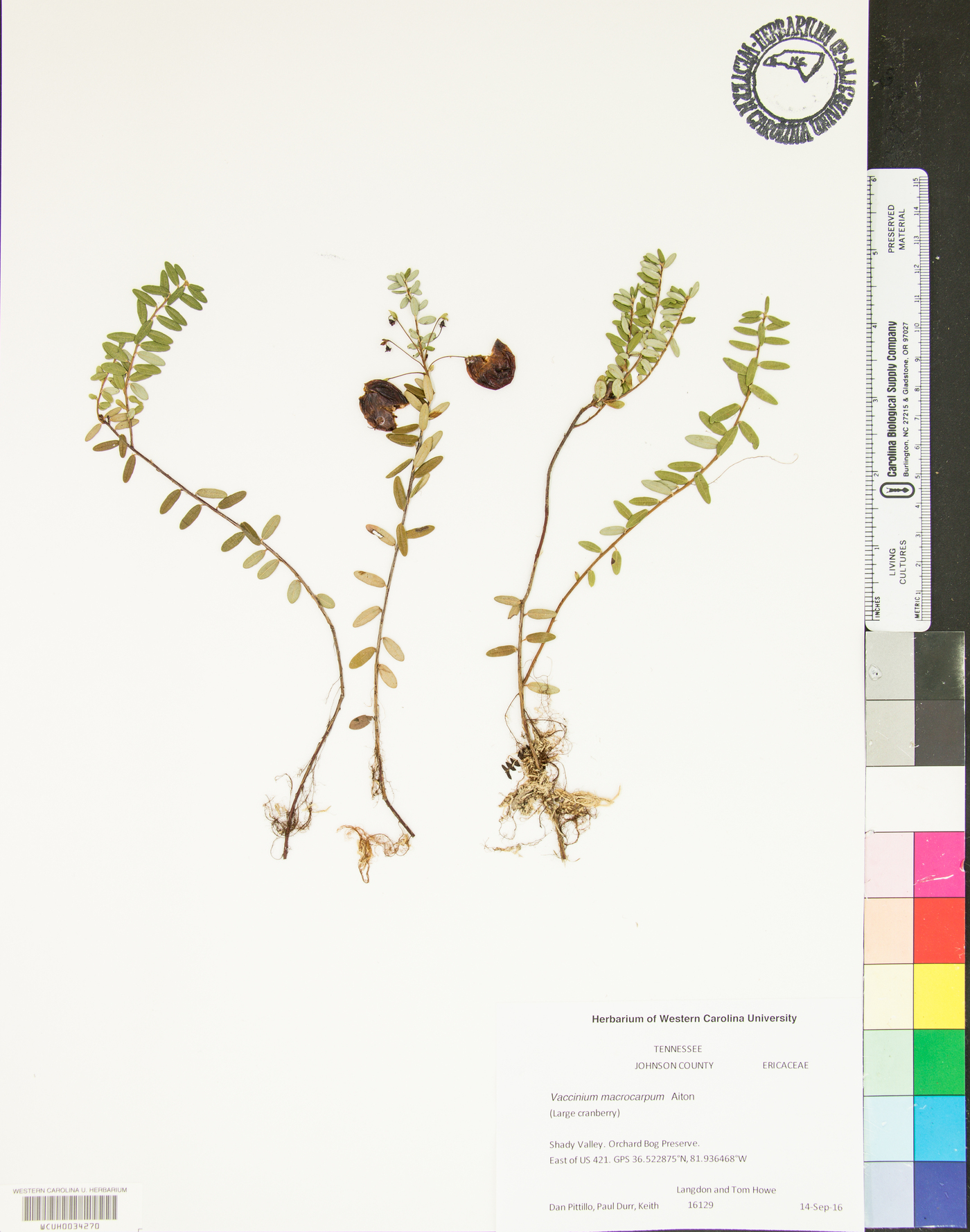 Vaccinium macrocarpum image