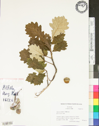 Quercus bicolor image