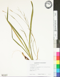 Carex purpurifera image