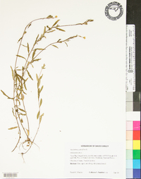 Oenothera parviflora image