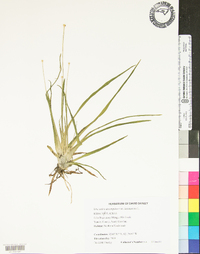 Eriocaulon decangulare var. decangulare image