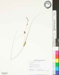 Carex bullata image