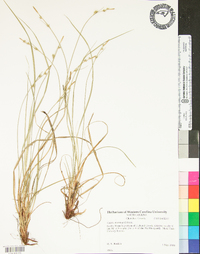 Carex manhartii image